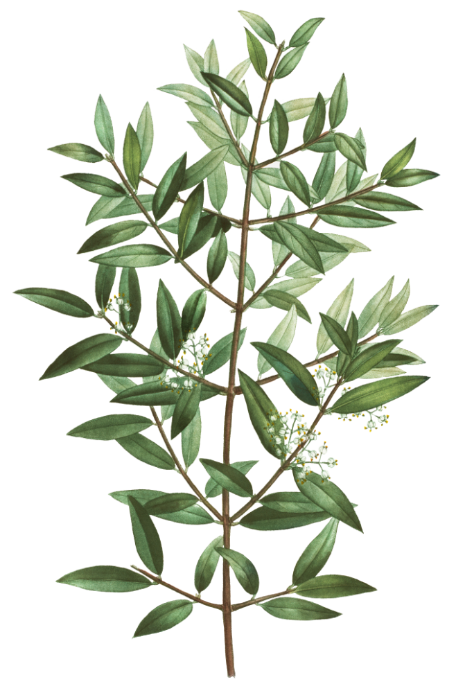 Lentisco - Phillyrea angustifolia