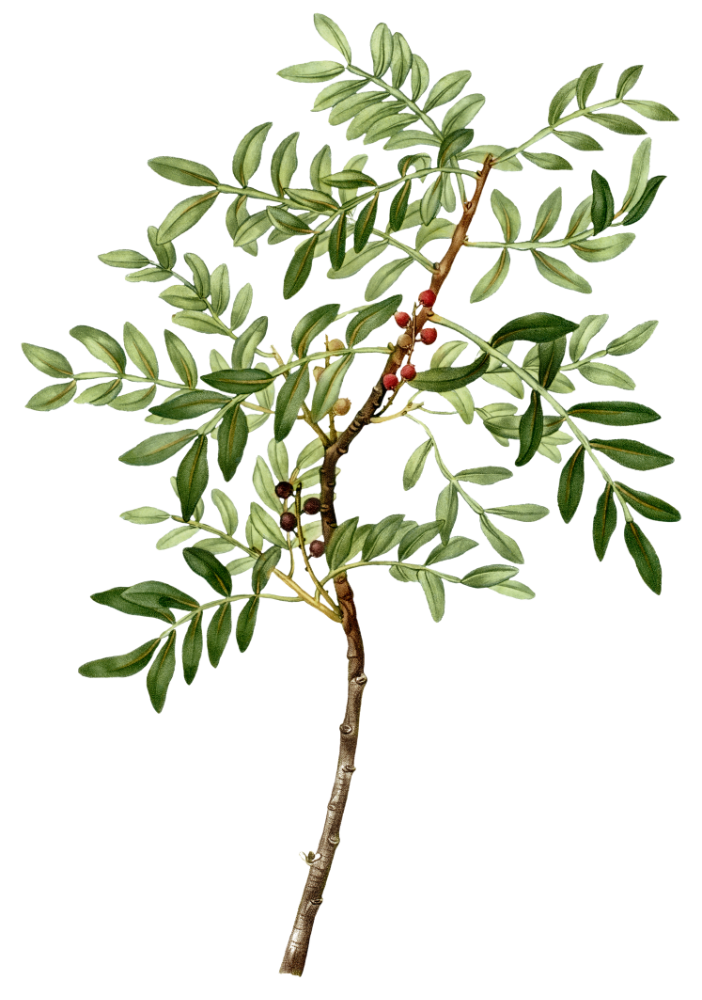 Aroeira - Pistacia lentiscus