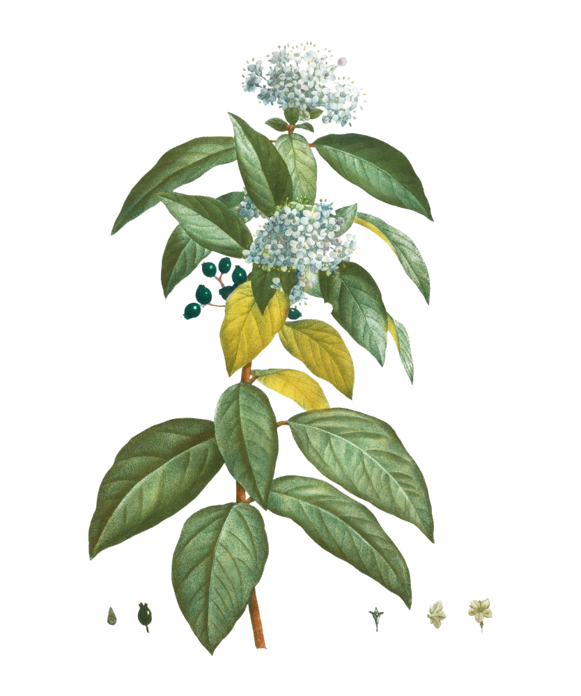 Folhado - Viburnum tinus