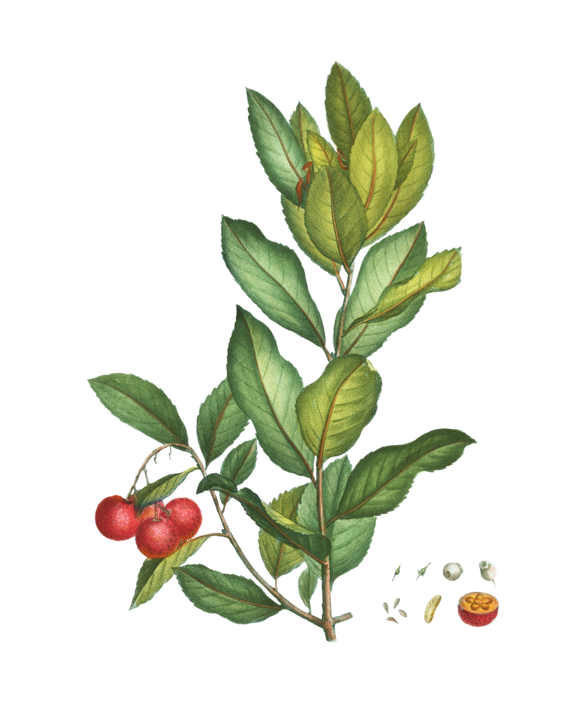 Medronheiro - Arbutus unedo