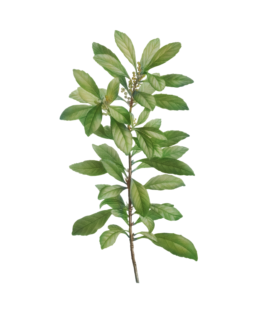 Samouco - Myrica faya