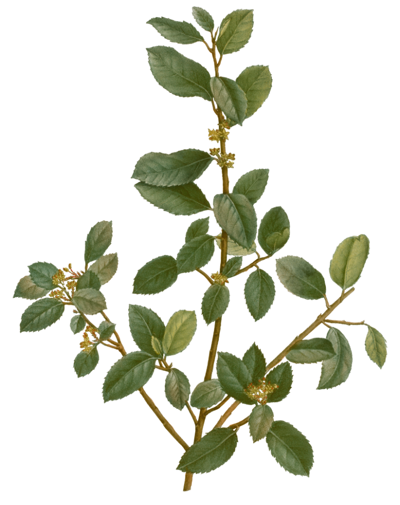 Sanguinho - Rhamnus alaternus