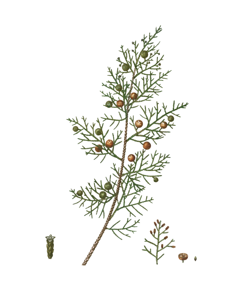 Zimbro - Juniperus turbinata