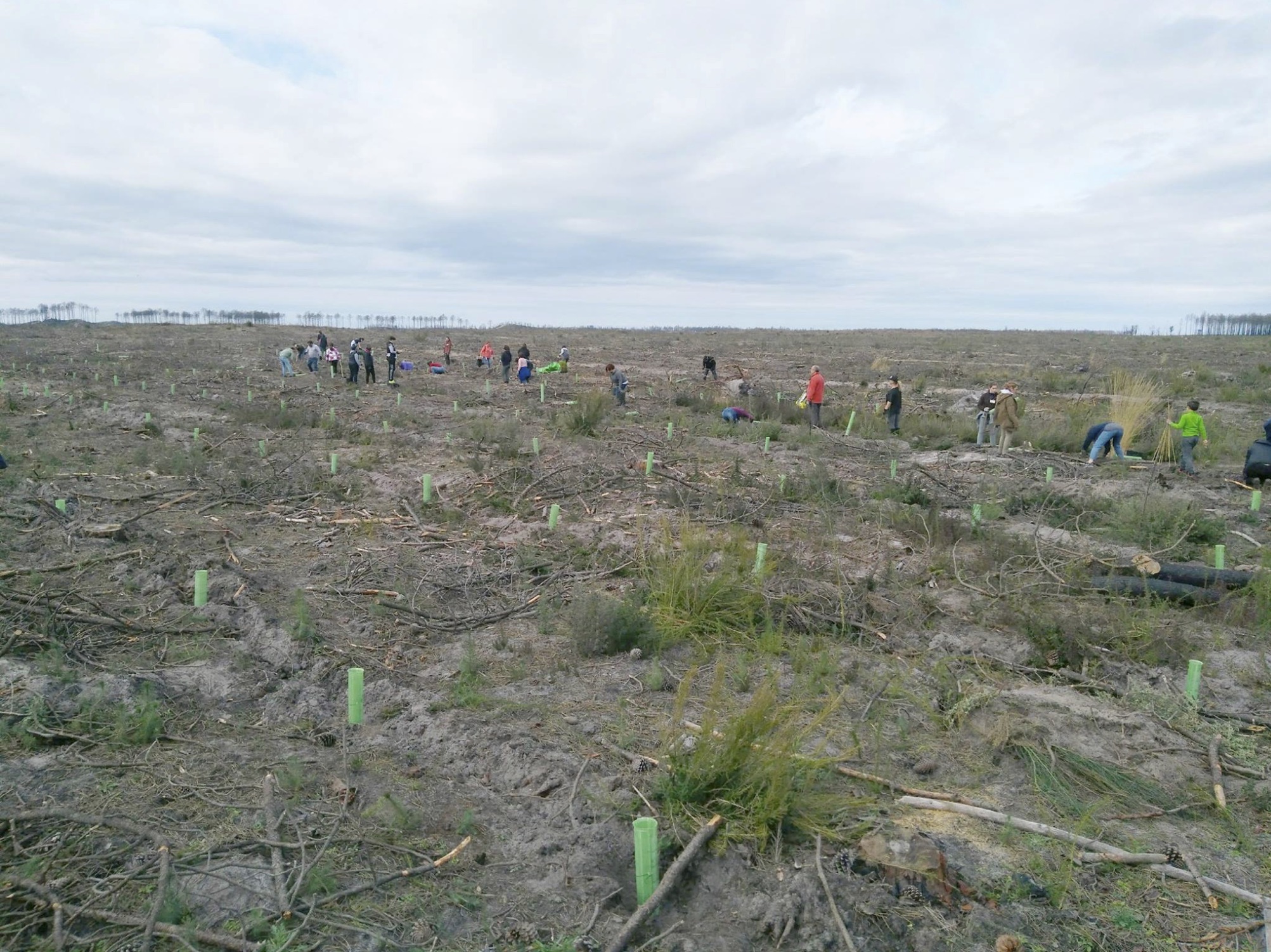 Ações de florestação com espécies autóctones na Mata Nacional de Leiria – Relatório