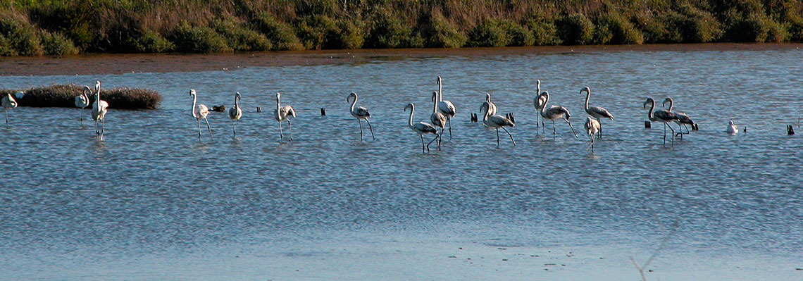 Parecer ZERO – Consulta Pública – “2ª versão do Plano para Aquicultura em Águas de Transição (PAqAT)”