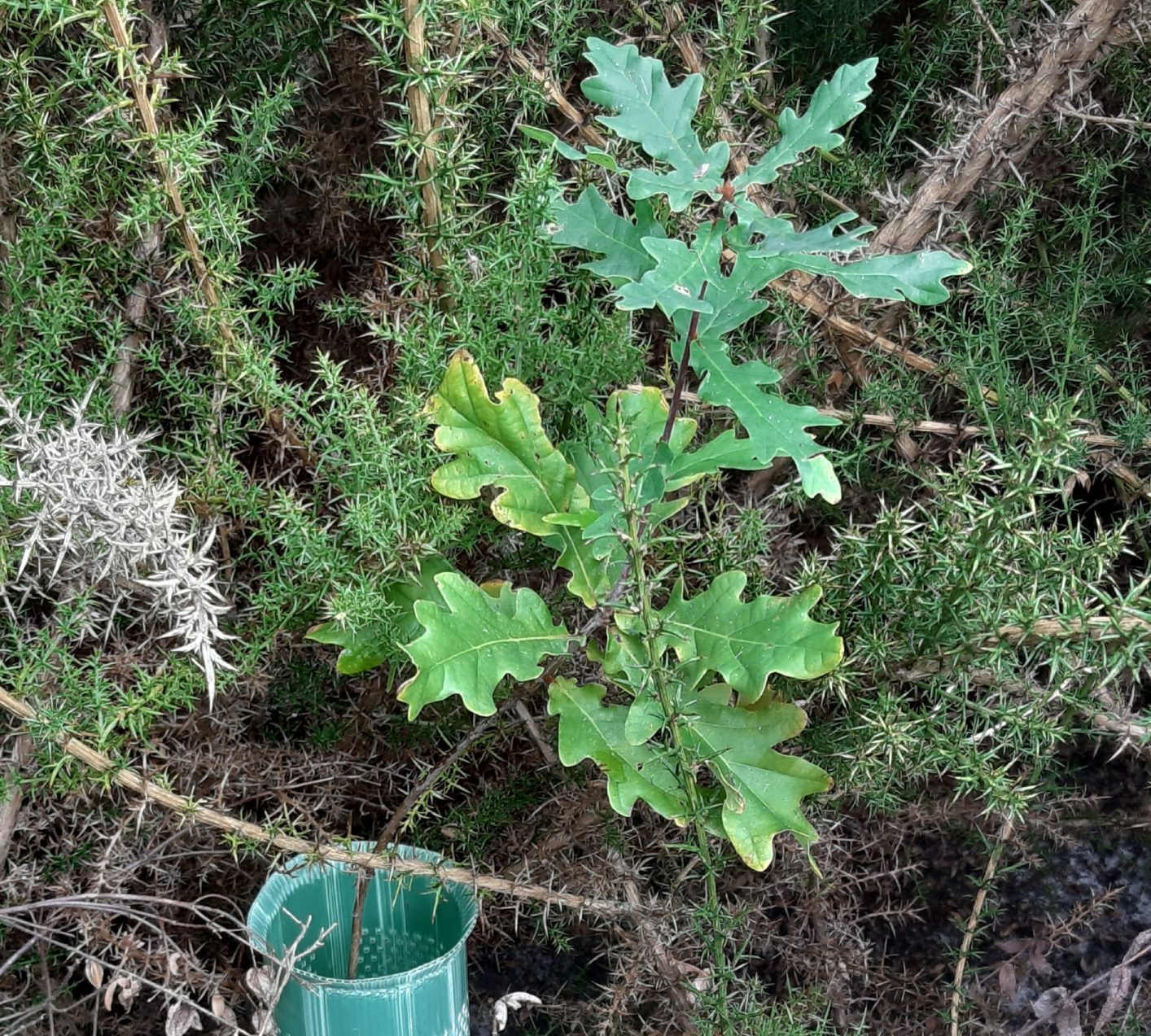 Relatórios de caraterização da parcela 121 e de monitorização da sobrevivência das árvores plantadas